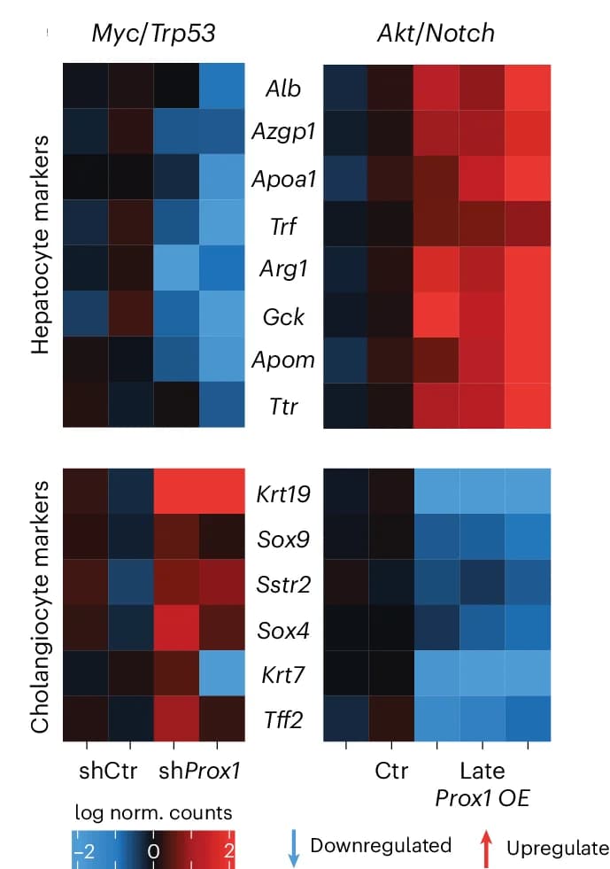 Open access visualization of Heatmap, Differentially Expressed Genes, RNA-seq, Prox1 KD, Prox1 OE