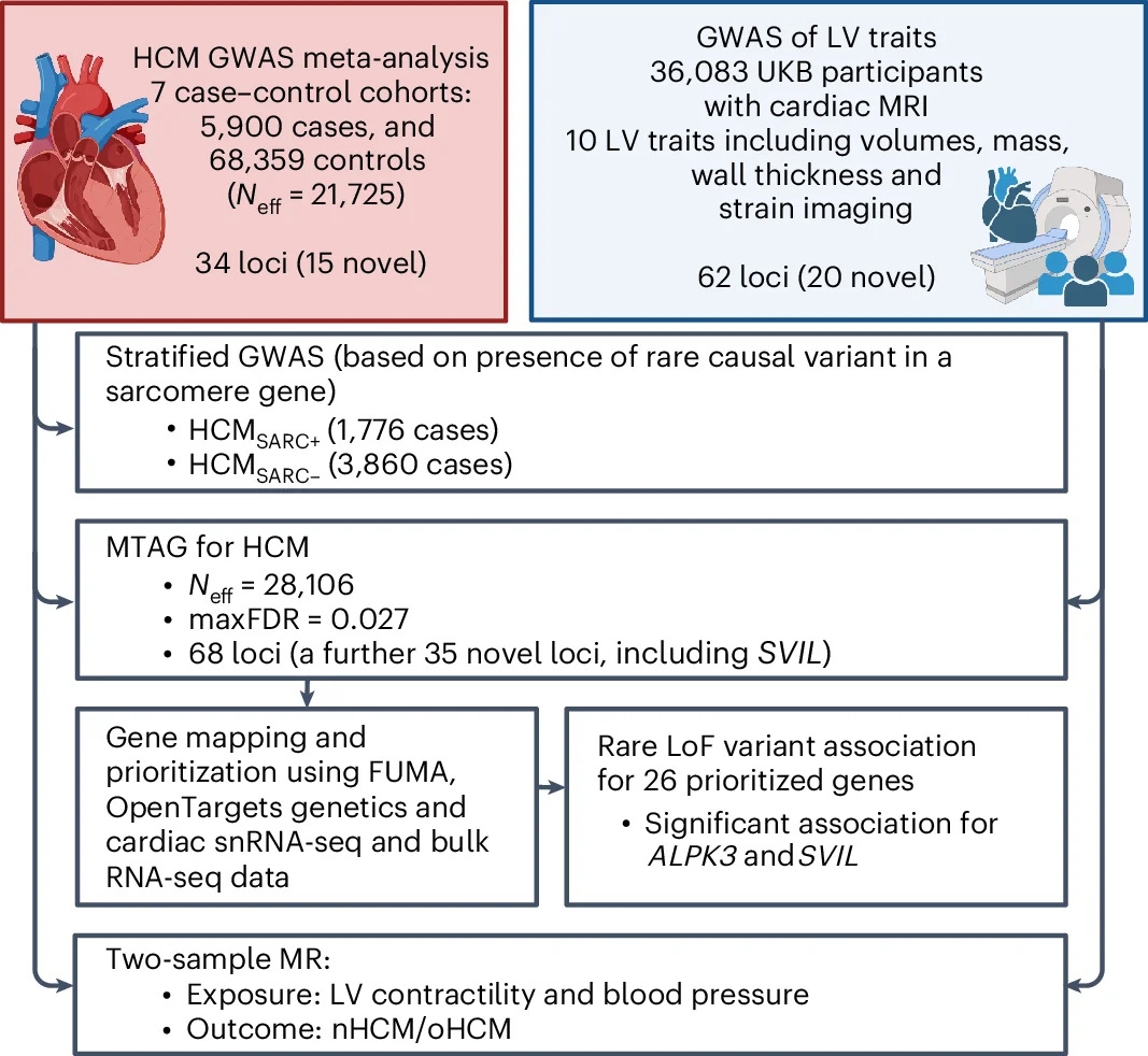 Open access visualization of Workflow, Flowchart, Meta-Analysis, Case-Control, HCM GWAS Datasets