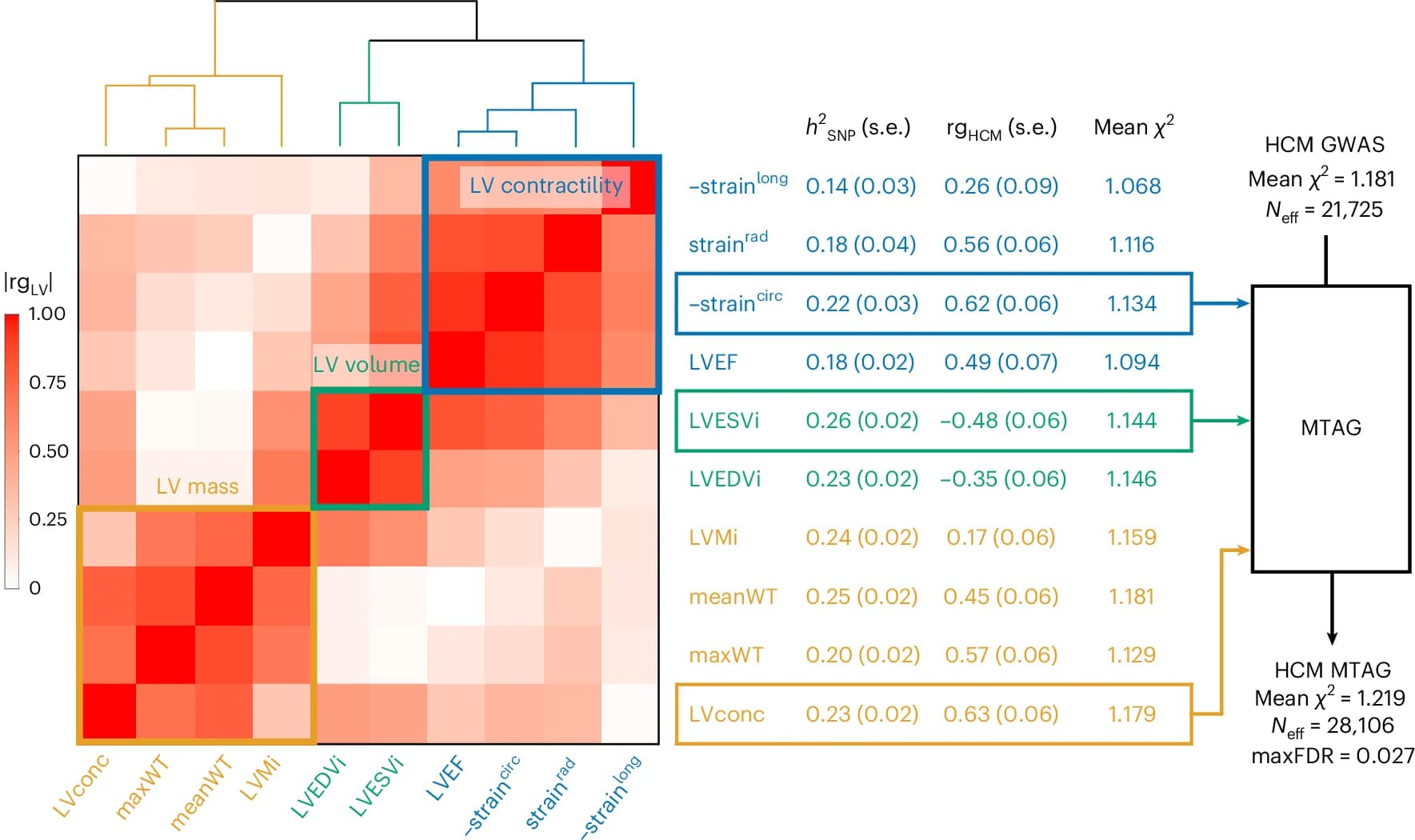 Open access visualization of Heatmap, Clustered, Pathway, Genetic Correlation, LV Traits