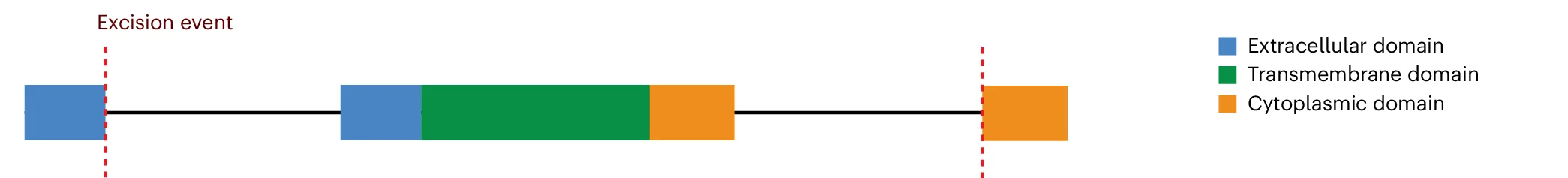 Open access visualization of Illustration, Splicing Events, Transmembrane Domains, Interleukin Receptors, IL6R