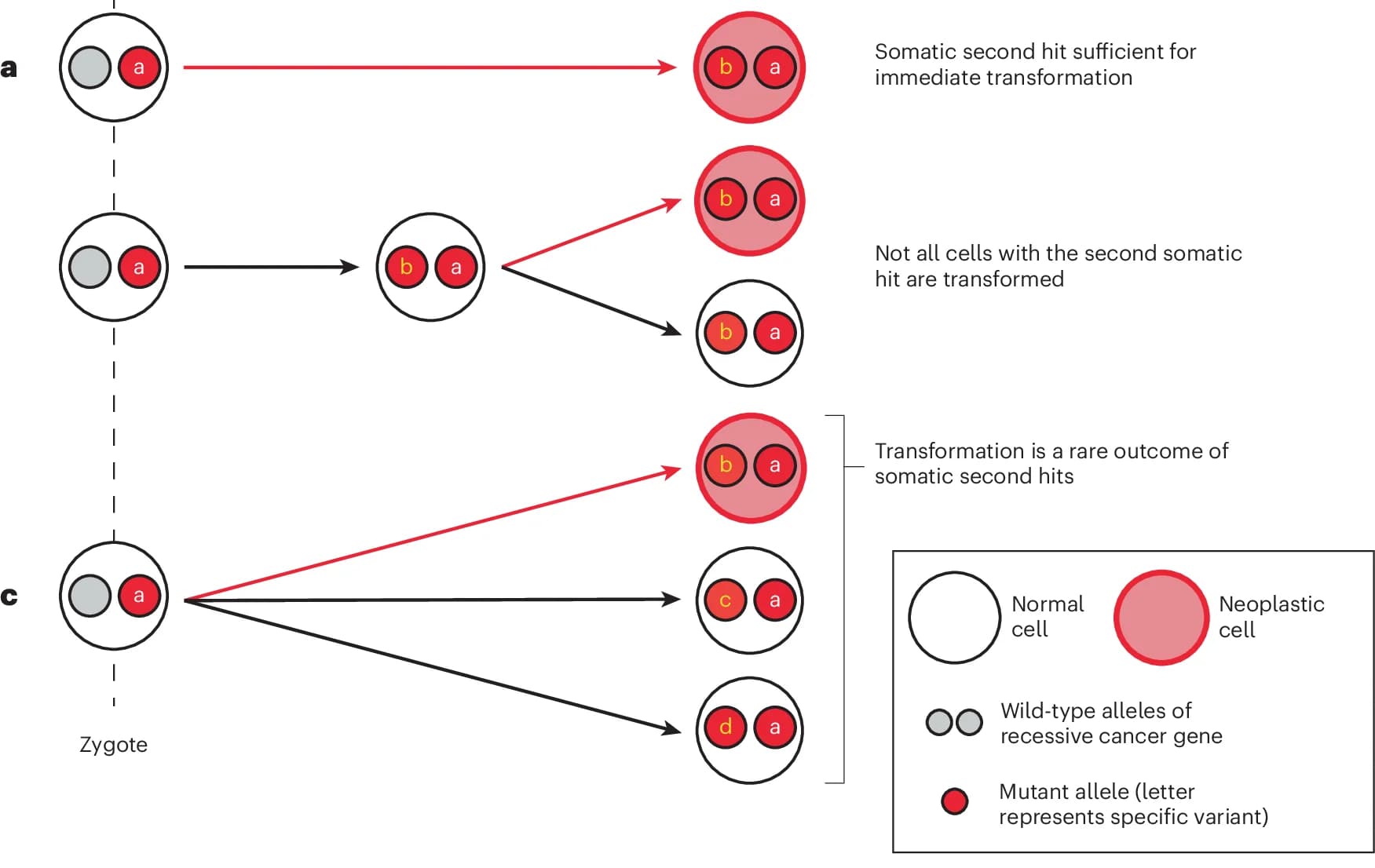 Open access visualization of Workflow, Illustration, Second Hit, Normal Tissue, Childhood Cancer
