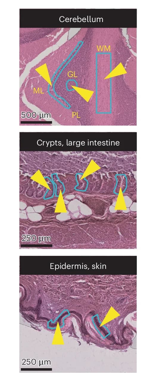 Open access visualization of Microscopy, Photo, Histological Images, Microdissected Tissues, Cerebellar Cortex