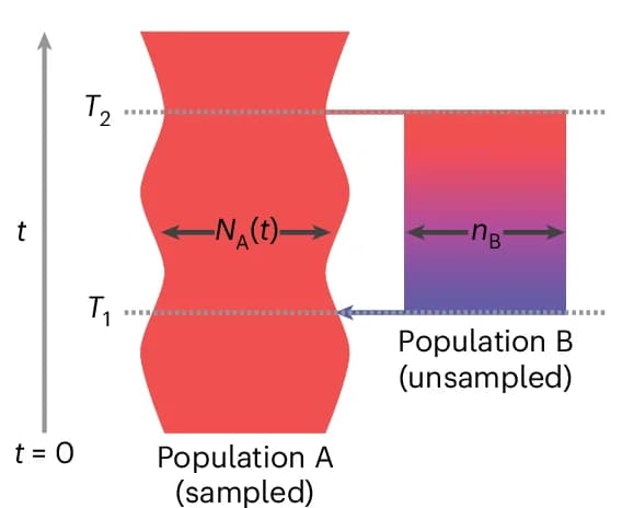 Open access visualization of Illustration, Workflow, Population Split, Admixture, Structured Model