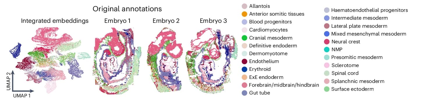 Open access visualization of UMAP, Scatter Plot, Cell Type, Region Annotations, ExE Endoderm