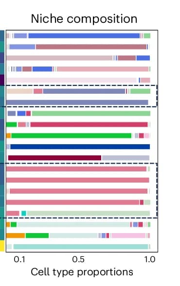 Open access visualization of Stacked Bar Plot, Heatmap, Cell Type Proportions, Niche