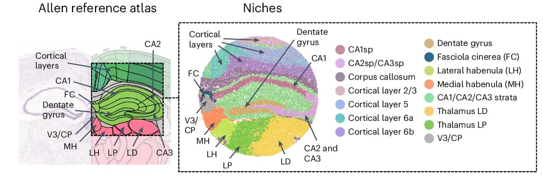 Open access visualization of Scatter Plot, UMAP, Mouse Brain, Hippocampus, NicheCompass