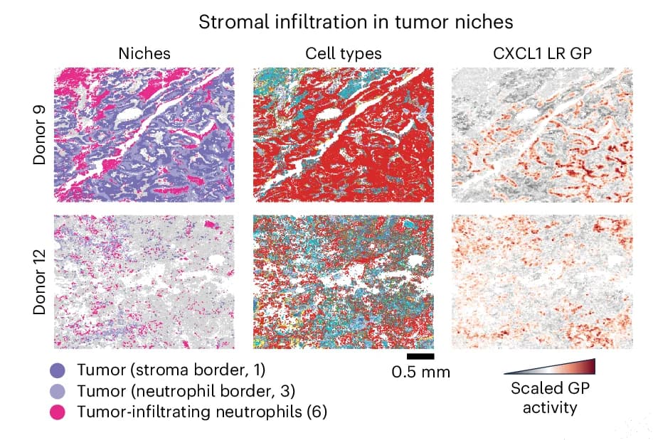 Open access visualization of Microscopy, Spatial Visualization, Tissue Sections, Niches, Cell Types