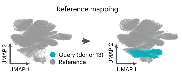 Open access visualization of UMAP, NicheCompass, Spatial Reference, Query Cells