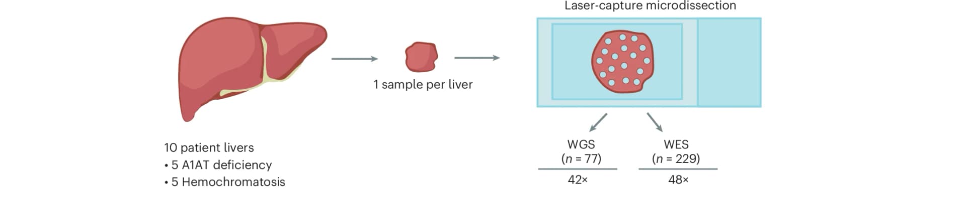 Open access visualization of Workflow, Illustration, Experimental Design, A1AT Deficiency, Hemochromatosis