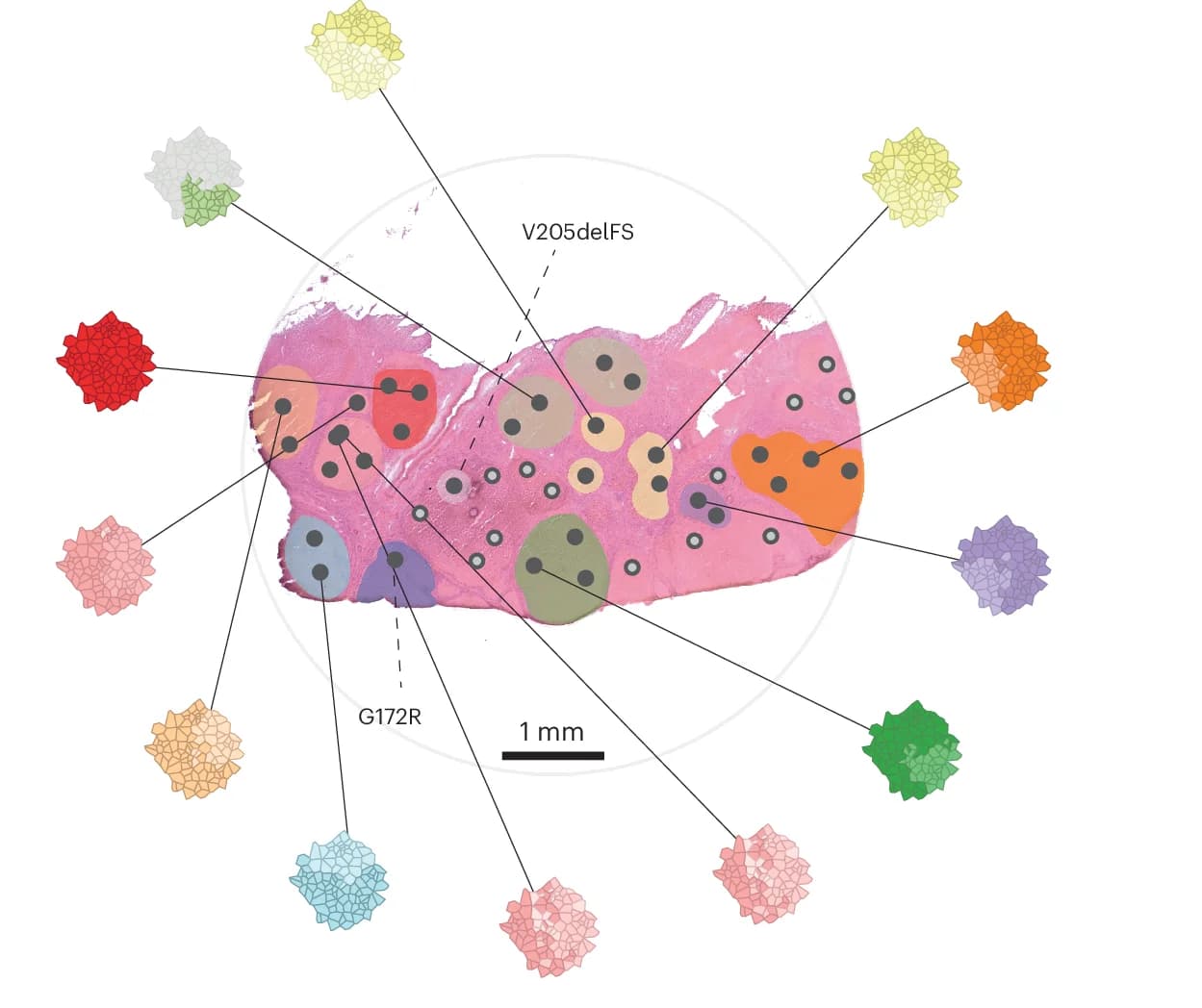 Open access visualization of Microscopy, Network, Spatial Mapping, Clones, Phylogenetic Tree