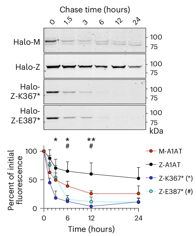 Open access visualization of Line Plot, Error Bars, Gel, Pulse-Chase, CHO Cells
