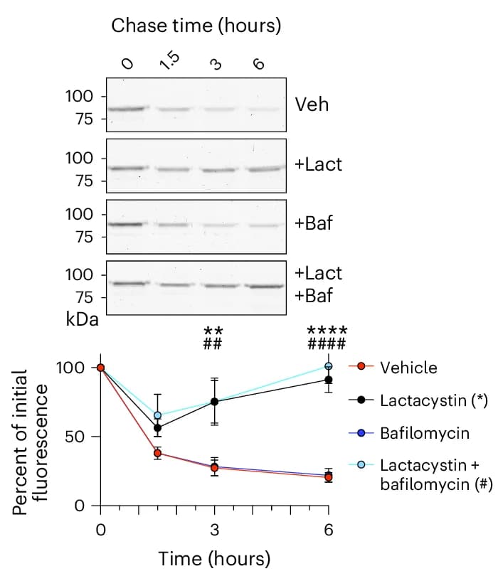 Open access visualization of Line Plot, Error Bars, Gel, Pulse-Chase, HaloTagged A1AT