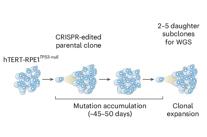 Open access visualization of Workflow, Flowchart, Illustration, Mutation Accumulation Experiment, RPE1 Cells