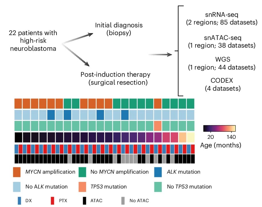 Open access visualization of Workflow, Heatmap, Multiomics, Neuroblastoma, Longitudinal