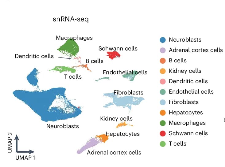 Open access visualization of UMAP, snRNA-seq, Cell Type