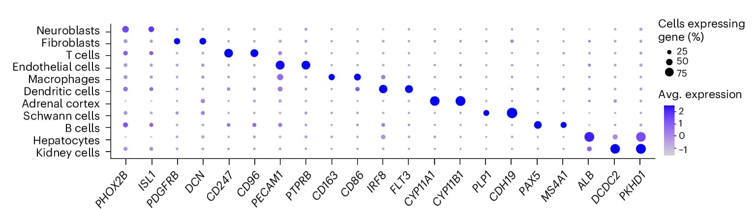Open access visualization of Bubble Plot, Dotplot, Gene Expression, Marker Genes, Cell Type