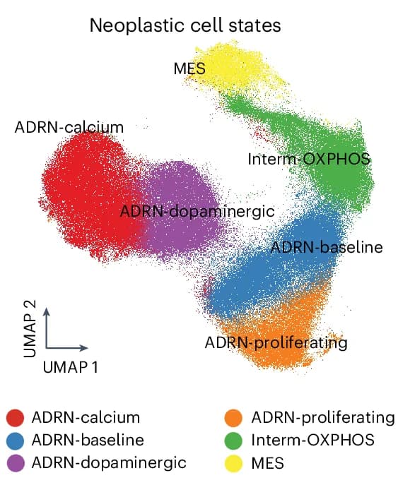 Open access visualization of Scatter Plot, UMAP, Neoplastic Cells, snRNA-seq, Cell States