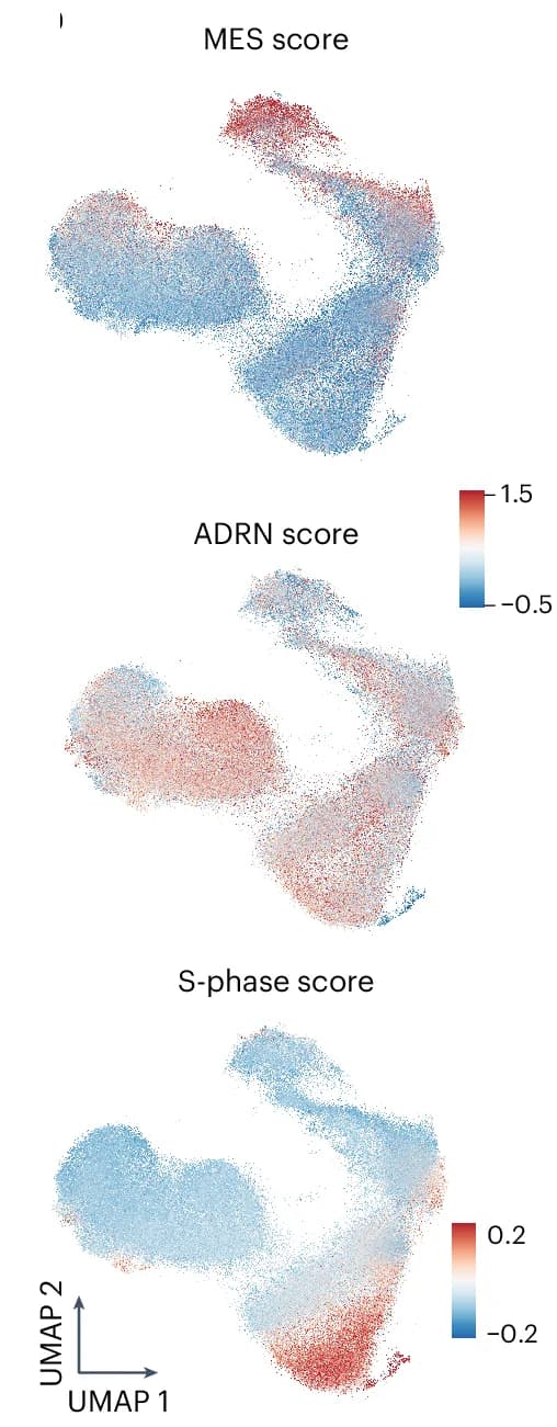 Open access visualization of UMAP, Scatter Plot, MES, ADRN, Cell Cycle S-Phase