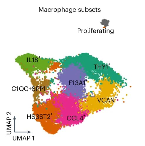 Open access visualization of UMAP, Macrophage Subsets, snRNA-seq, Integration, Annotation