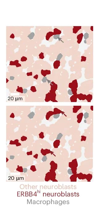Open access visualization of Microscopy, Cell Type, Mask