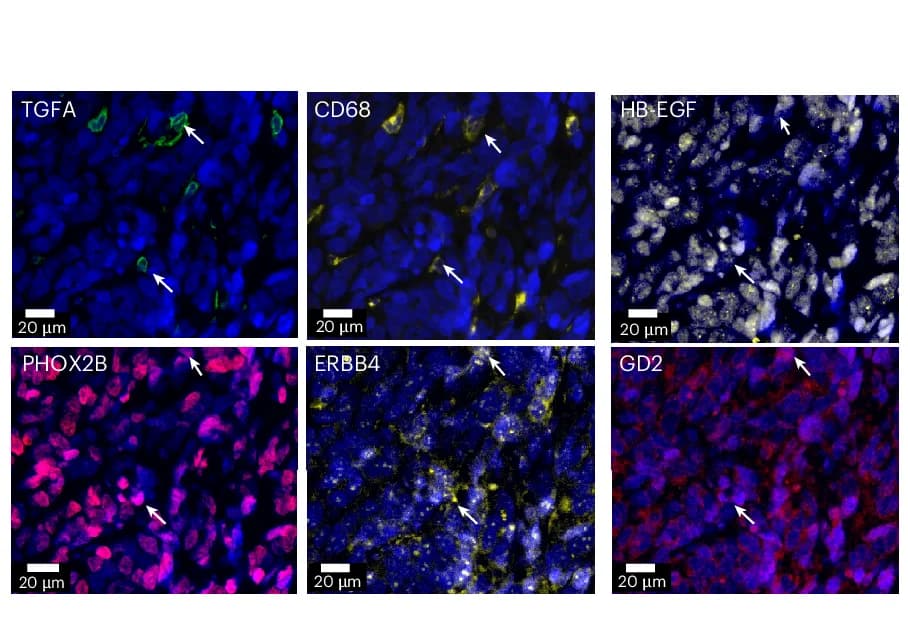 Open access visualization of Microscopy, CODEX, Macrophages, Neuroblasts, Images