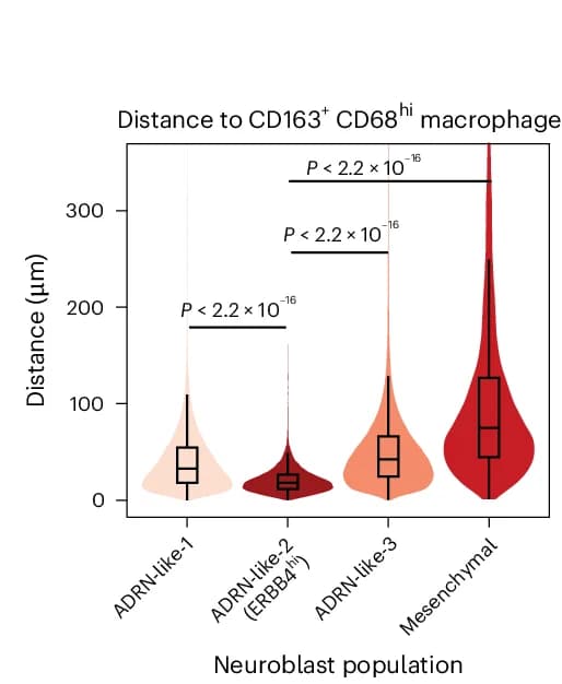 Open access visualization of Violin Plot, Box Plot, Neuroblasts, Macrophages, CD163