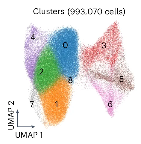 Open access visualization of UMAP, UMAP Projection, Xenium Transcriptomic Data, Cell Cluster
