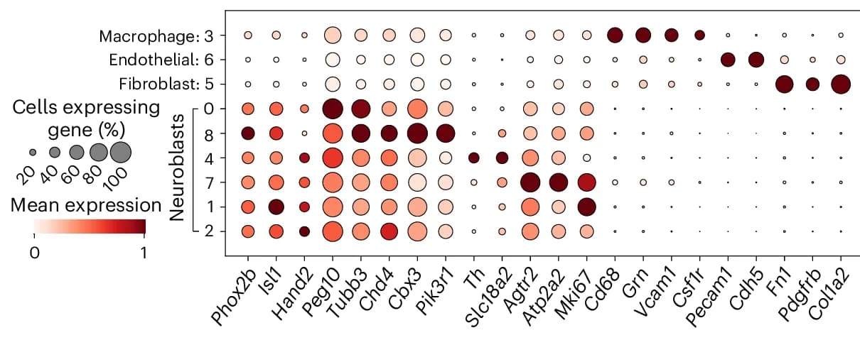 Open access visualization of Bubble Plot, Heatmap, Dotplot, Normalized Expression Levels, Marker Genes