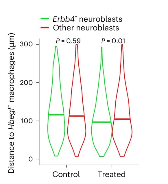 Open access visualization of Violin Plot, Spatial Distances, Macrophages, Neuroblasts, Wilcoxon Rank-Sum Test