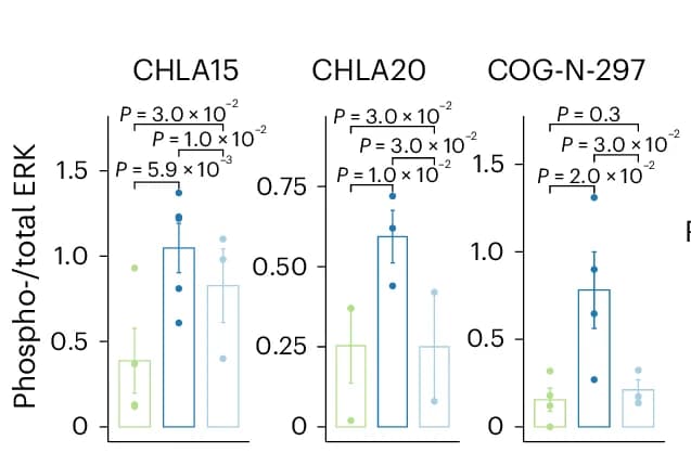 Open access visualization of Bar Plot, Error Bars, Scatter Plot, Quantification, Western Blots