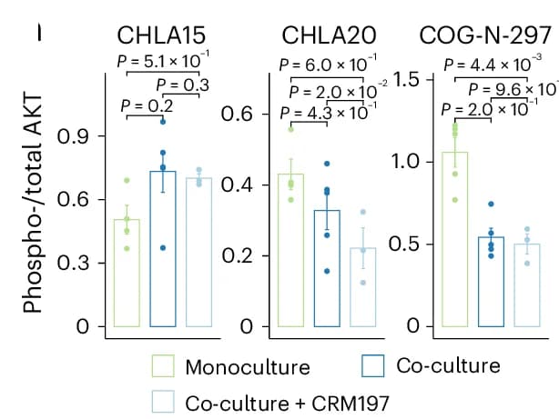 Open access visualization of Bar Plot, Error Bars, Scatter Plot, Quantification, Western Blots