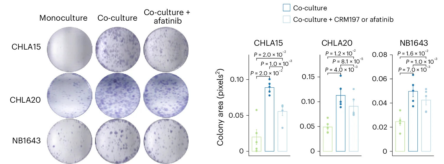 Open access visualization of Bar Plot, Error Bars, Scatter Plot, Colony Formation, Neuroblastoma Cells