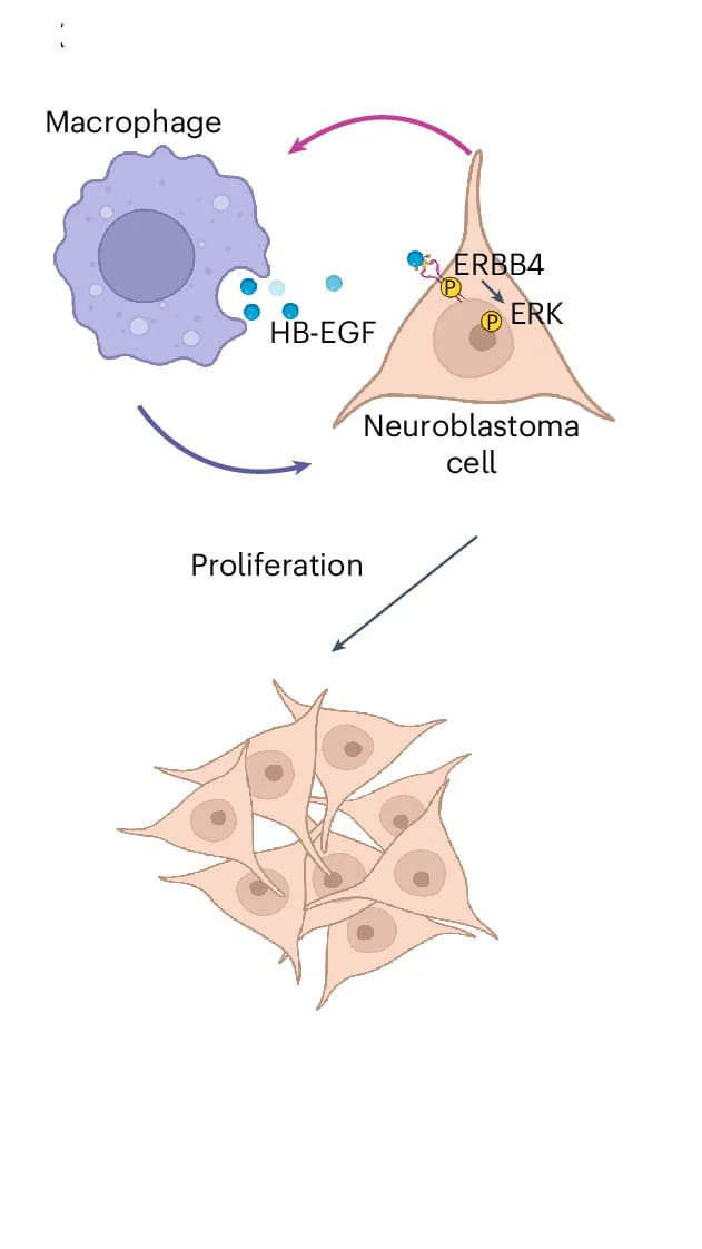 Open access visualization of Workflow, Illustration, Neuroblastoma Cells, HB-EGF Secretion, THP-1-derived Macrophages