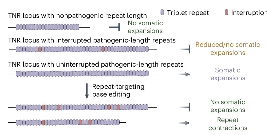 Open access visualization of Workflow, Illustration, Base Editing, Triplet-Repeat Expansions