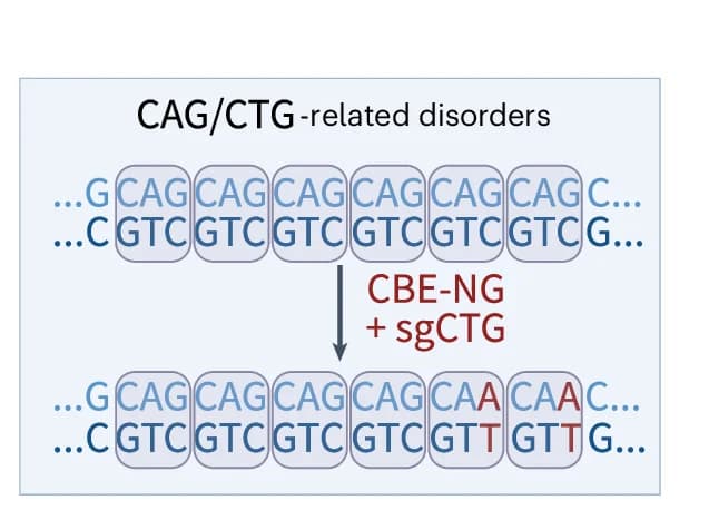 Open access visualization of Workflow, Illustration, GS Linker, EA-evoA-Cas9-NG, HEK293T Cells