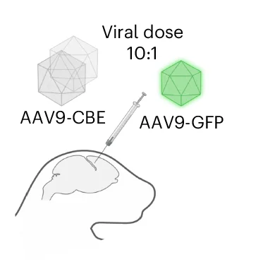 Open access visualization of Illustration, ICV Injections, Htt.Q111 Mice, AAV9-CBE, AAV9-GFP