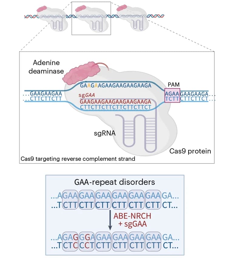 Open access visualization of Workflow, Illustration, Adenine Base Editing, GAA Repeats, Cas9-sgGAA Complex