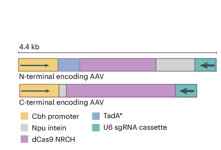 Open access visualization of Illustration, AAV Vectors, ABE8e-dNRCH, sgGAA