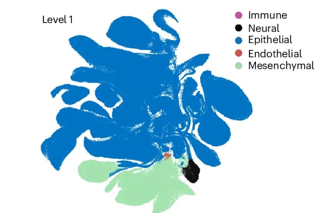 Open access visualization of UMAP, Organoid Atlas, Cell Annotations