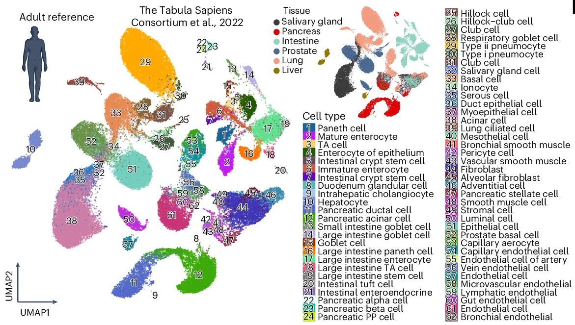 Open access visualization of UMAP, Adult Cell Types, Tissues