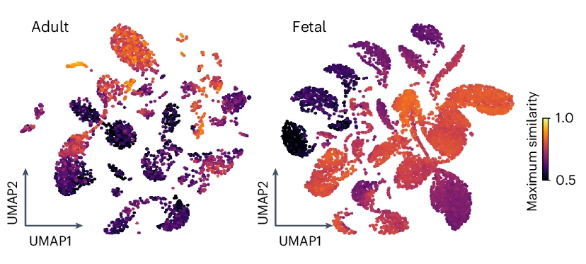 Open access visualization of Scatter Plot, UMAP, Adult Tissues, Fetal Tissues, Organoids