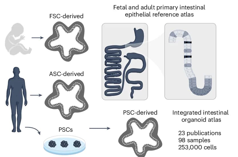 Open access visualization of Workflow, Illustration, Analytical Design, Intestine Organoid, Reference Tissue