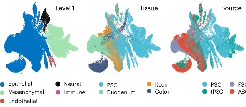 Open access visualization of Scatter Plot, UMAP, PCA, Intestinal Organoid, Cell Type Annotation