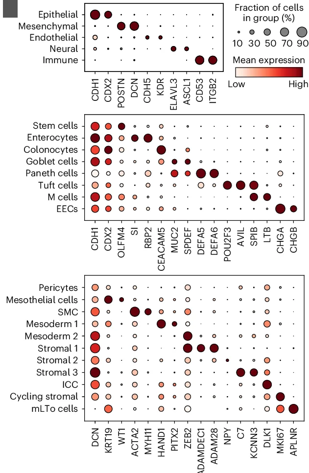 Open access visualization of Bubble Plot, Dot Plots, Intestinal Marker Gene, Organoid Cell Types, Cell Markers
