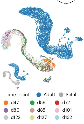 Open access visualization of Scatter Plot, UMAP, PCA, Intestine Tissue, Single Cell Object