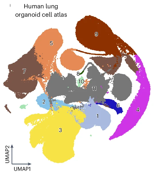 Open access visualization of Scatter Plot, UMAP, Lung Organoid, Cell Type