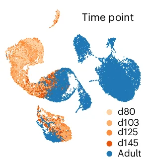 Open access visualization of Scatter Plot, UMAP, Lung Fetal, Lung Adult, Primary Tissue