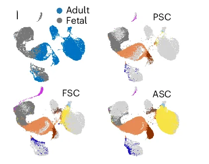 Open access visualization of Scatter Plot, UMAP, PCA, Lung Organoid, Fetal