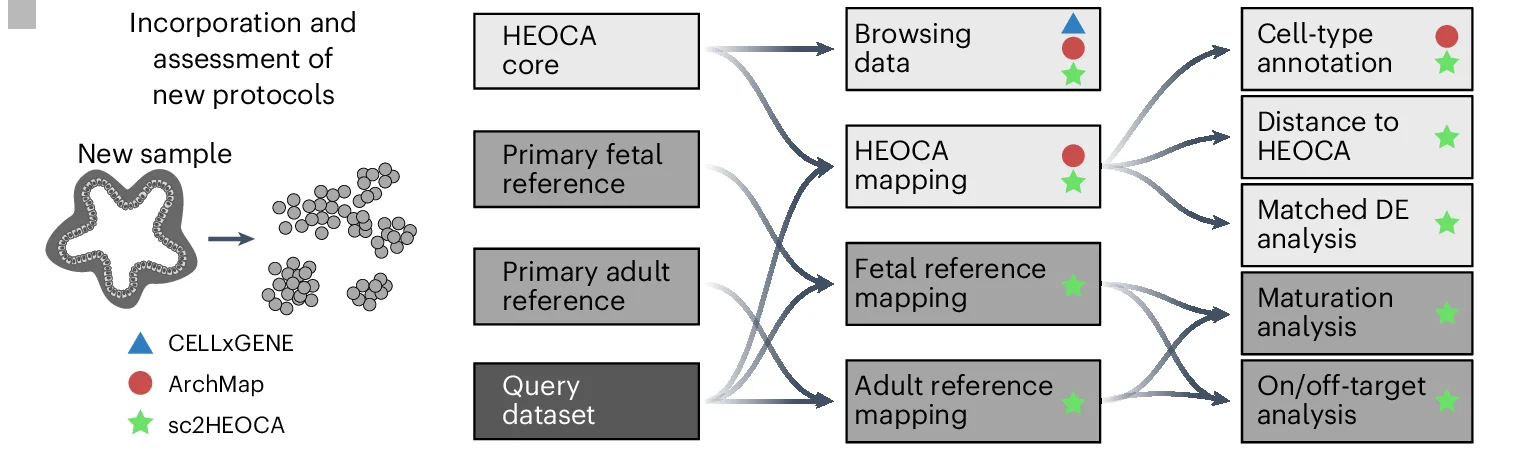 Open access visualization of Workflow, Flowchart, Analytical Pipelines, scRNA-seq Data, Organoid Samples