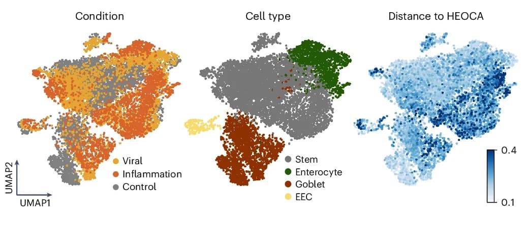 Open access visualization of Scatter Plot, UMAP, Control, Cytokine Treatment, Cell Types